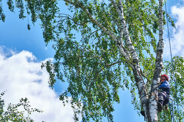 What You Should Know About Tree Service